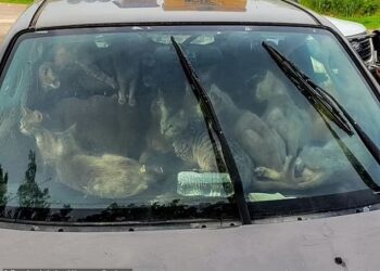 PULUHAN kucing hidup berhimpit di dalam sebuah kereta diselamatkan di hentian Minnesota. - AGENSI