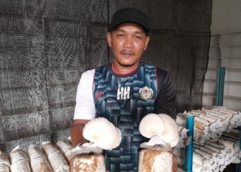 HASRULIZAD Hasmuti menunjukkan tanaman cendawan yang diusahakan di Felda Tenggaroh 5, Mersing.