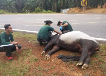 KAKITANGAN Perhilitan Johor memeriksa seekor tapir betina yang ditemukan mati di tepi jalan berhampiran Felda Kahang Barat, Kluang pada 28 September lalu. – IHSAN PERHILITAN
