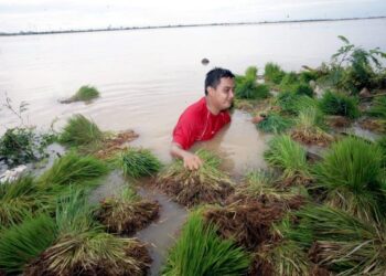 MASALAH banjir ketika musim penanaman adalah antara isu yang sering dihadapi pesawah. – GAMBAR HIASAN/UTUSAN