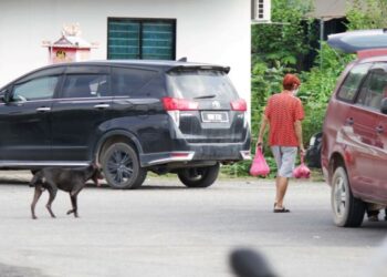 Masalah anjing liar dikhuatiri mengancam keselamatan penduduk terutama kanak-kanak. – Gambar hiasan