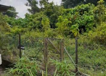 Kawasan kuarters JKR yang ditinggalkan kosong sejak beberapa tahun lalu kini menjadi habitat babi hutan.