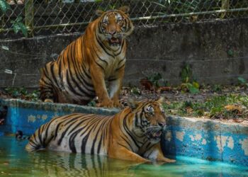 NISIATIF meningkatkan kadar pembiakan Harimau Malaya, sama ada secara semula jadi atau buatan perlu dilakukan segera bagi mengelakkan haiwan itu pupus. UTUSAN/AMIR KHALID