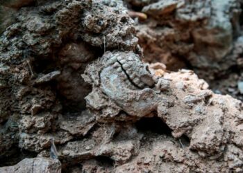 FOSIL tengkorak purba yang ditemukan dipercayai berusia ribuan tahun di kaki Bukit Batu Kapur, Bukit Keteri, Perlis.- UTUSAN/SHAHIR NOORDIN