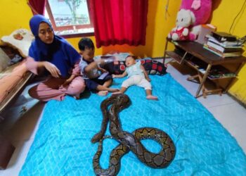 ELISTIA (kiri) bersama dua anaknya bermainan bersama ular sawa peliharaan di rumah mereka di Desa Kertaungaran di Jawa Barat.-AGENSI