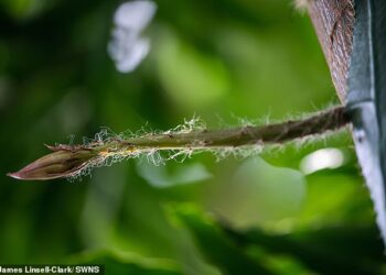 POKOK kaktus moonflower bakal mengeluarkan bunga buat kali pertama di British Garden. - SWNS