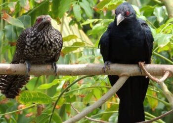 KUYIL jantan (kanan) bersuara merdu manakala bunyi kuyil betina (kiri) kurang menggoda.