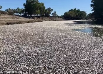 JUTAAN bangkai ikan terapung di permukaan sungai di Menindee, New South Wales. - AGENSI
