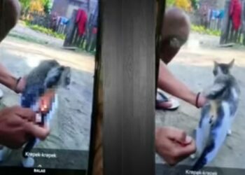 TANGKAP layar video yang menunjukkan seorang lelaki memasukkan dan membakar mercun di dalam dubur seekor kucing di Sumbawa, Indonesia. - AGENSI