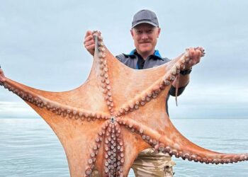 ZIGGY Austin menunjukkan sotong kurita gergasi yang ditemukan di pantai Torquay di Devon,UK.-AGENSI