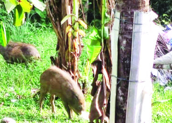 SEPASANG babi hutan yang sering berlegar di kawasan rumah penduduk Kampung Saring, Pasir Puteh. - UTUSAN/TOREK SULONG