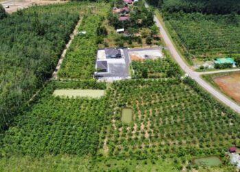 SEBAHAGIAN daripada kawasan tanaman ketum yang diusahakan di daerah Padang Terap, Kedah.