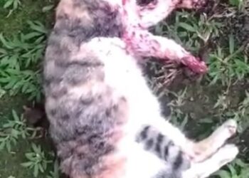 TANGKAP layar video yang menunjukkan kucing mati ditembak di kawasan latihan ketenteraan di Bandung, Indonesia. - AGENSI