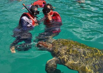 PENGUNJUNG mandi-mandi bersama penyu di Pulau Redang di Kuala Nerus, semalam. - PUQTRA HAIRRY ROSLI