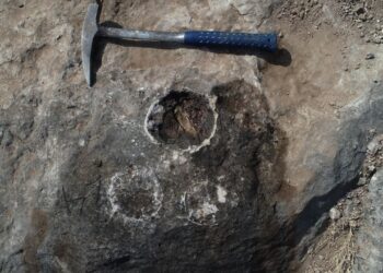 TAPAK penetasan fosil telur dinosaur itu dipercayai milik spesies titanosaur. - AGENSI   