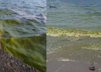 LAUT  di Kepulauan Selayar bertukar hijau dan berbau.-AGENSI