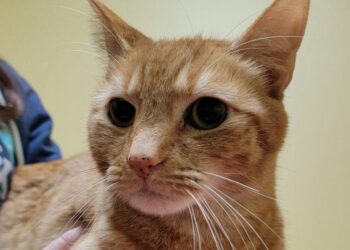 KUCING oren bernama Lucky dijumpai di  Prairie Village selepas menempuh perjalanan lebih dua ribu kilometer dari rumah tuannya di Forida.-AGENSI