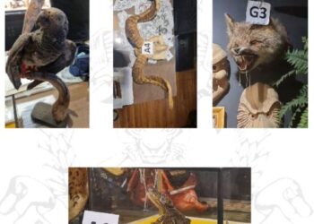 ANTARA hidupan liar dirampas Polis Diraja Malaysia dalam serbuan di sekitar negara, tahun ini.