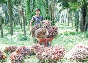 SEKTOR perladangan Malaysia masih bergantung penuh kepada pekerja asing untuk mengait dan memungut buat sawit. – GAMBAR HIASAN