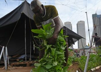 PENDUDUK Sri Lanka menanam sayur-sayuran untuk menyara keluarga mereka ketika harga makanan melambung tinggi. - AFP