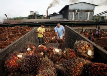 PEKERJA ladang di Indonesia memunggah buah sawit berikutan negara itu dilaporkan mengalami lebihan stok komoditi berkenaan hingga menjejaskan harga di pasaran. – GAMBAR HIASAN