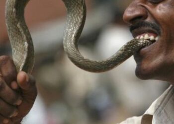 SEORANG lelaki nekad menggigit seekor ular hingga mati selepas haiwan berbisa itu menggigitnya dalam kejadian di India. - AGENSI