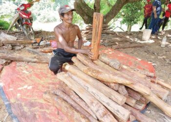 ZAKARIA Abdullah menunjukkan batang Raja Kayu yang dikumpul di rumahnya di Kampung Pasir Linggi, Pos Lebir, Gua Musang, Kelantan. - UTUSAN/ AIMUNI TUAN LAH