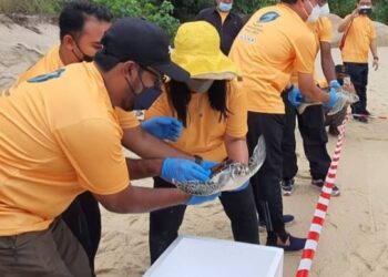 SHARIFAH ZAKIAH Syed Sahab (bertopi kuning) turut serta dalam program pelepasan anak penyu yang diadakan di Pusat Konservasi Penetasan Penyu Jabatan Perikanan negeri di Taman Negara Pulau Pinang semalam.
