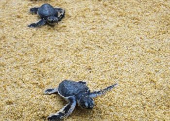 Anak-anak penyu agar dilepaskan ke laut. – GAMBAR HIASAN