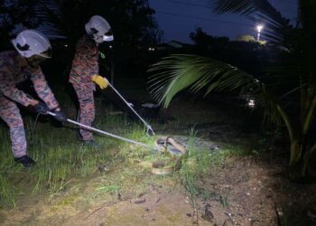 ANGGOTA bomba menangkap ular tedung selar sepanjang sembilan kaki yang ditemukan di sebuah kebun di Iskandar Puteri, Johor.