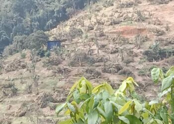 DURIAN musang king yang ditanam di Hutan Simpan Kekal Batu Talam selesai ditebang dalam masa sembilan hari Operasi Pamah di Raub, Pahang.