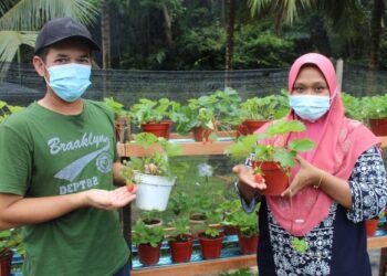 ZULHELMI Badaruldzaman dan Misriah Mohamed Yahaya menunjukkan pokok strawberi yang sedia untuk dijual di Bukit Kledang, Kota, Rembau. – UTUSAN/NOR AINNA HAMZAH