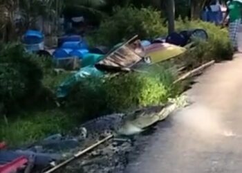 BUAYA yang dirakam naik ke darat dari terusan di Kampung Nibong Hangus, Kuala Kurau dekat Parit Buntar  Perak, semalam.  - MEDIA SOSIAL