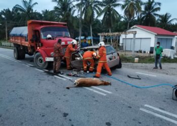 ANGGOTA bomba mengeluarkan mangsa tersepit dalam kereta yang terlibat kemalangan dengan sebuah lori di  Jalan Kampung Gelung Gajah, Bakar Batar dekat Ayer Tawar hari ini. - IHSAN JBPM