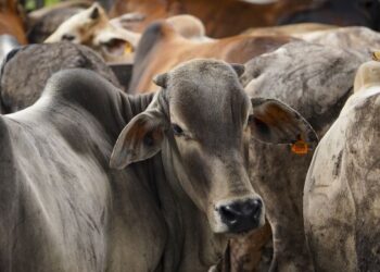SEBANYAK 24 kes kemalangan membabitkan lembu berkeliaran telah direkodkan tahun ini di Melaka. - GAMBAR HIASAN