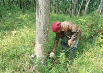 LUB Hassan mengutip getah beku untuk dijual ke pusat pembelian sejauh 10 kilometer berdekatan Kampung Cengkuak, Damak di Jerantut, Pahang. - GAMBAR HIASAN/HARIS FADILAH AHMAD