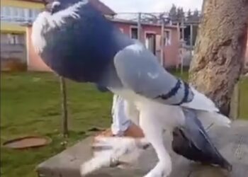 TANGKAP layar video menunjukkan burung merpati mutan tular dalam media sosial. - AGENSI   