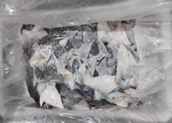 SEBAHAGIAN sirip ikan jerung yang dirampas oleh pegawai Brazil. - AGENSI  