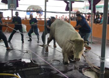 SEEKOR lembu 'sado' seberat 750 kg menjadi tumpuan dalam ibadah korban yang dijalankan sempena sambutan Hari Raya Aidiladha di Kampus Induk USM di George Town, Pulau Pinang hari ini.
