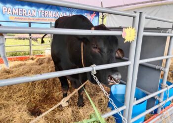 LEMBU sado jenis piedmontese yang diberi nama Gorgon dipamerkan di Melaka Agrofest 2023 di Dataran Sejarah Ayer Keroh, Melaka.