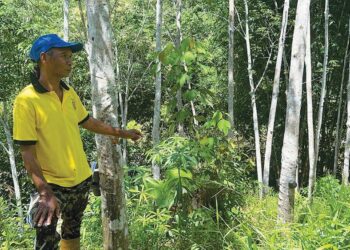 SEORANG penduduk Orang Asli menunjukkan kebun getah yang miliknya di Pos Belatim, Gua Musang, Kelantan.UTUSAN/AIMUNI TUAN LAH