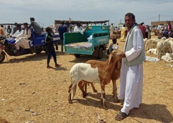 SEORANG lelaki membeli dua ekor kambing biri-biri dari pasar ternakan menjelang perayaan Aidiladha di wilayah Gedaref di timur Sudan.-AFP