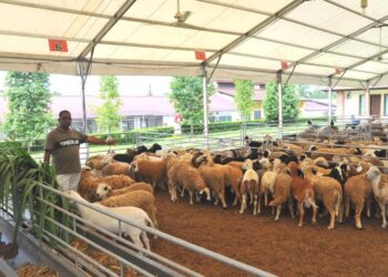 OSMAN CHEYAKUTTY menunjukkan kambing-kambing yang ditempah oleh orang ramai untuk ibadah korban di ladang ternakannya di Osman Goat Farm di Kangkar Tebrau, Johor Bahru.