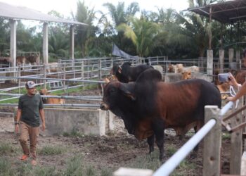 ABDUL Hakki Che Ahmad memeriksa lembu baka American Brahman di Bukit Tuku, Rantau Panjang, Kelantan. - UTUSAN/KAMARUL BISMI KAMARULZAMAN