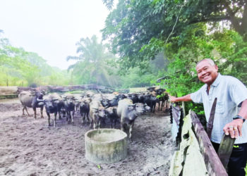 MOHD. Bohari Mohd. Ramli menunjukkan ternakan kerbau di Kampung Jeram Mengkuang, Bidor menjelang sembelihan korban sempena Aidiladha. – UTUSAN/AIN SAFRE BIDIN