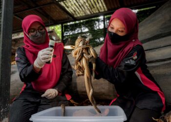 PETUGAS Taman Rama-Rama dan Reptilia Melaka menunjukkan anak ular anakonda kuning yang menetas di pusat konservasi berkenaan. – UTUSAN/SYAFEEQ AHMAD