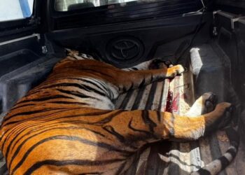 HARIMAU belang yang mati ditembak selepas dipercayai menyerang sekumpulan lembu di Kuala Air Kewa, Dala di Gerik hari ini. - UTUSAN
