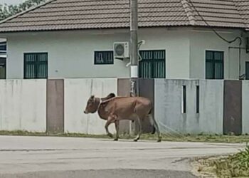 LEMBU yang ditempah pelanggan untuk ibadat korban hilang selepas melarikan diri di Kampung Limbong, Paka, Dungun, semalam.