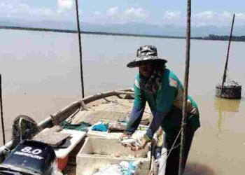 ABDUL Rahim Che Meh menunjukkan hasil tangkapan di Empangan Kolam Tasik Bukit Merah yang surut di Bagan Serai. – UTUSAN/WAT KAMAL ABAS