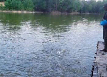 MOHAMAD Shukran Husaini Abdullah memberi makan ikan ternakannya di sebuah kuari terbiar di Semeling, Bedong di Sungai Petani.